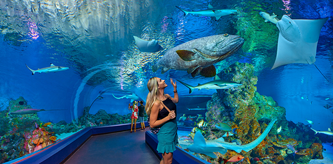 凯恩斯水族馆第 10 张图片