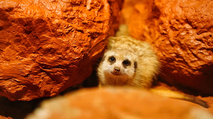 南京海昌海洋探索馆第 46 张图片