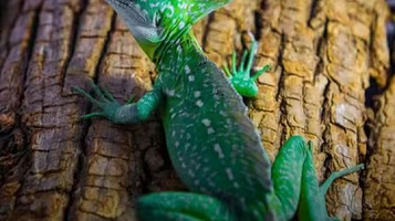 东莞活体昆虫博物馆