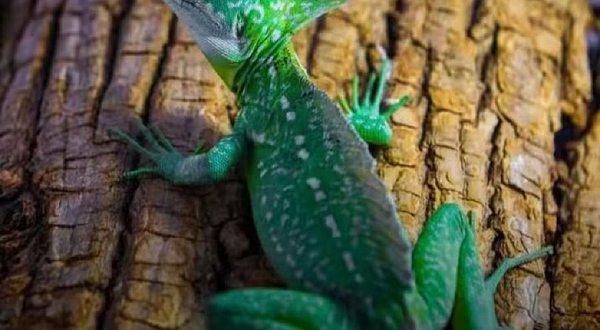 东莞活体昆虫博物馆