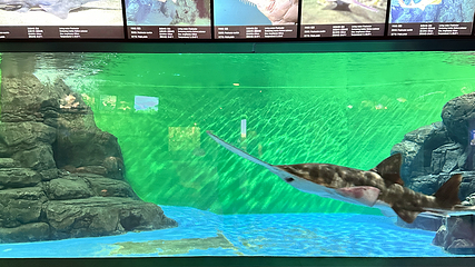 上海海洋水族馆第 211 张图片