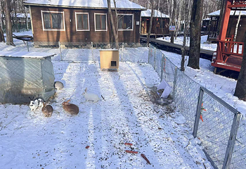 亚布力林海雪原人家第 32 张图片