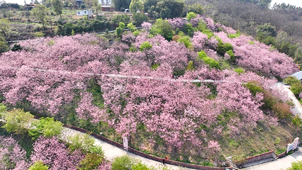柳州樱花谷农业园第 9 张图片