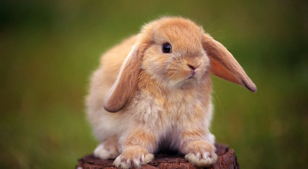 半边山哒哒萌宠森友会