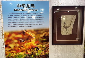 朝阳伏龙域化石博物馆第 19 张图片