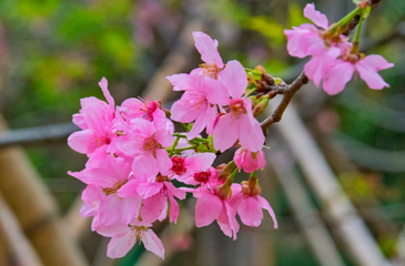 武功山花涧里第 16 张图片
