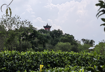 茶趣园第 58 张图片