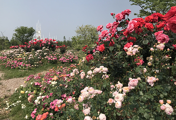 江南花伴湾第 29 张图片