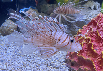 襄阳海洋世界第 29 张图片