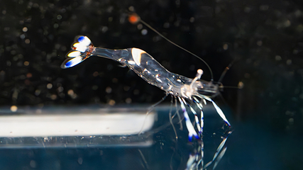 三亚亚特兰蒂斯失落的空间水族馆第 256 张图片