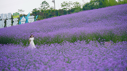 洋沙湖花海营地第 13 张图片