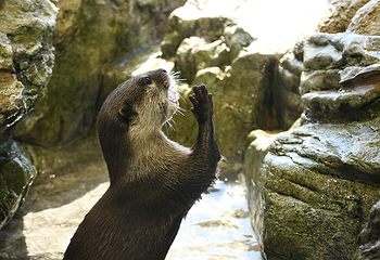 新江之岛水族馆第 7 张图片