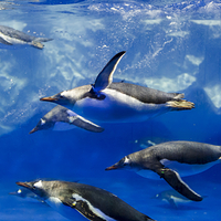 凯利塔顿海底世界