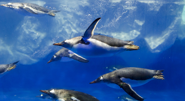 凯利塔顿海底世界