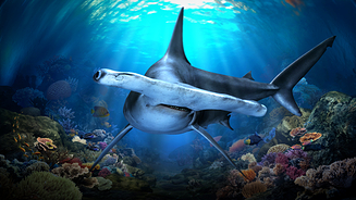 新加坡SEA海洋馆