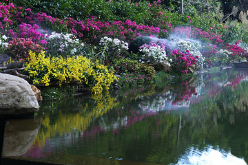 仙湖植物园第 46 张图片