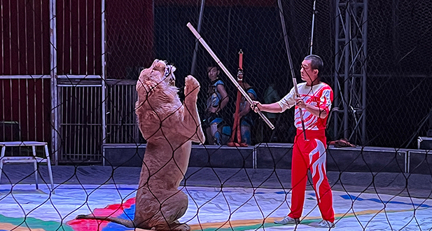 中国吴桥强强国际大马戏