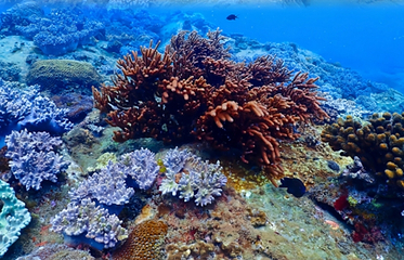 大东海海水浴场第 10 张图片