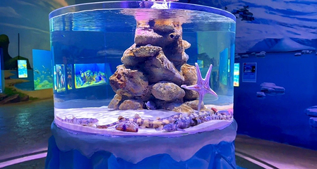梦幻海洋企鹅馆第 71 张图片