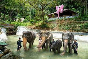 芭东拥抱大象保护营