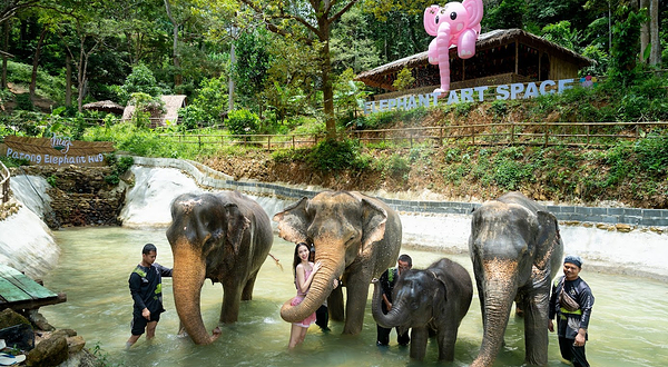 芭东拥抱大象保护营