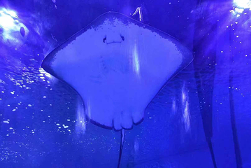 极地海洋冰雪馆第 10 张图片