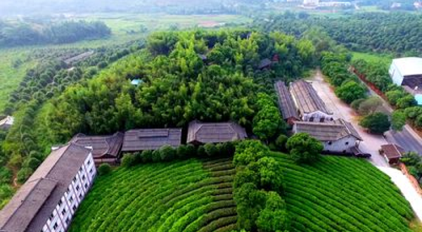 刘三姐茶园景区