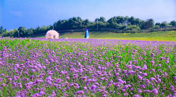 洋沙湖五彩花田