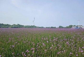 八卦洲陌上花渡第 47 张图片