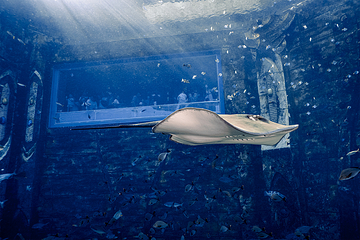 三亚亚特兰蒂斯失落的空间水族馆第 171 张图片