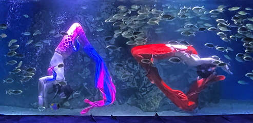 临汾海昌海洋探索馆第 58 张图片