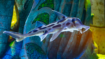 三亚亚特兰蒂斯失落的空间水族馆第 178 张图片