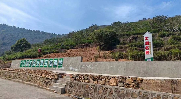 太湖名居茶果采摘基地