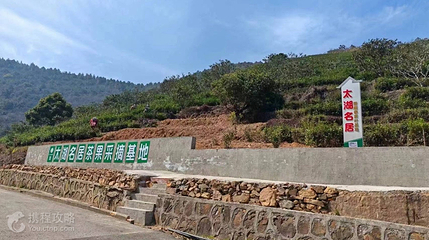 太湖名居茶果采摘基地第 2 张图片