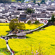 西递