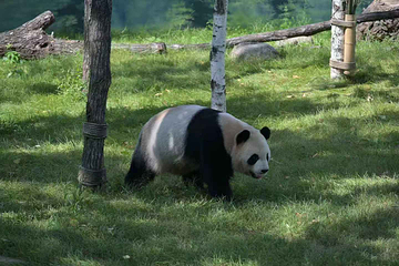 太阳岛大熊猫馆第 13 张图片
