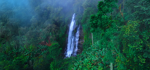 海南百花岭热带雨林文化旅游区第 87 张图片