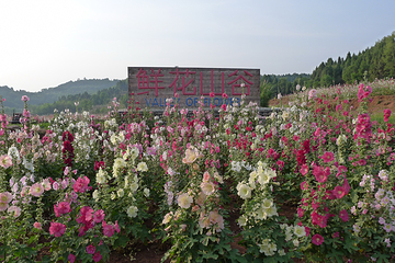 鲜花山谷第 29 张图片