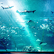 济州岛Aqua Planet水族馆