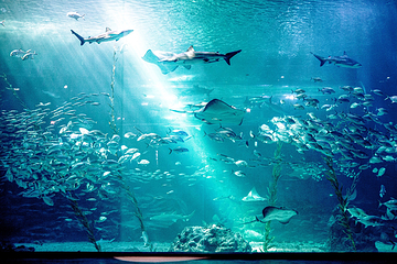 济州岛Aqua Planet水族馆第 1 张图片