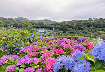 高家绣球花田万里第三园区第 7 张图片