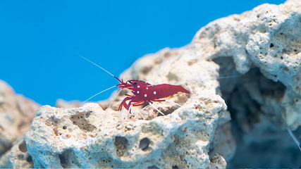 三亚亚特兰蒂斯失落的空间水族馆第 104 张图片