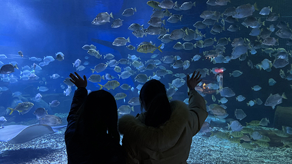 重庆欢乐海底世界第 32 张图片