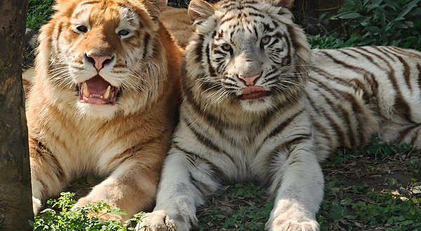 乐和乐都动物主题乐园