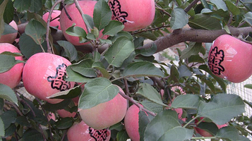 曹明蟒山苹果采摘园