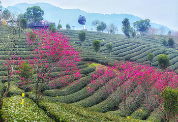 茶趣园第 28 张图片