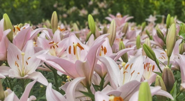 渔洞名樱旅游度假区