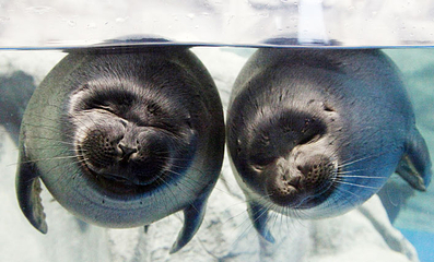 济州岛Aqua Planet水族馆第 44 张图片
