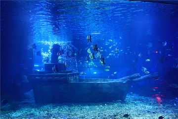 海昌海洋馆第 49 张图片