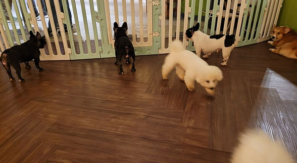 Just Dogs @ Just Pets Megastore(Kota Damansara)